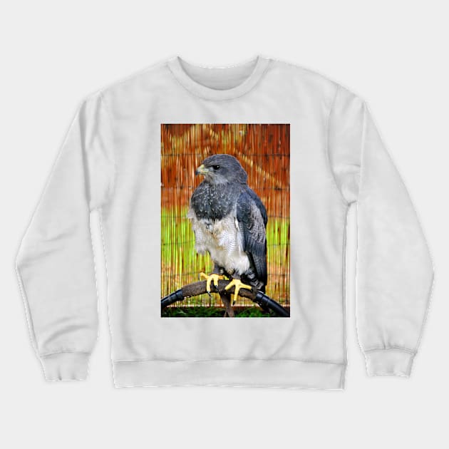 Chilean Eagle Black Chested Buzzard Crewneck Sweatshirt by AndyEvansPhotos